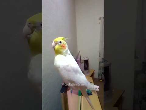 Adorable Cockatiel Milo's Cute Cookie Song Serenade 🥰🎶🦜 #cockatielscraze #birdsinging #cutepets