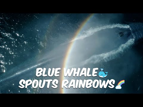 BLUE WHALE Spouts Rainbows 🐳🌈