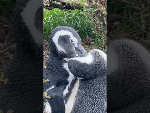 Hanging out with Penguins in Tierra del Fuego