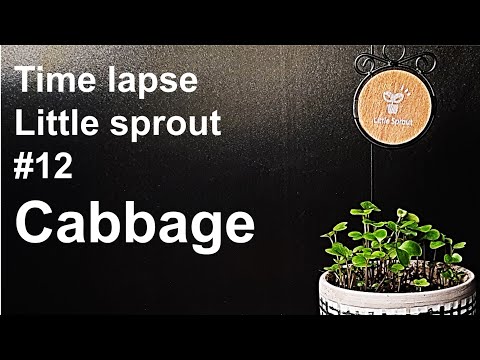 Growing Cabbage Sprouts｜양배추싹 키우기 [Time lapse｜Little sprout #12] キャベツ