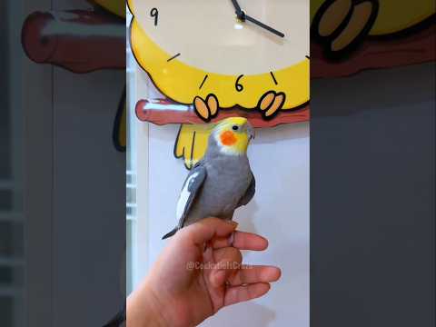 Adorable Cockatiel Jojo's Cute Singing Momentsb🥰🦜 #cockatielscraze #birdsinging #cutepets