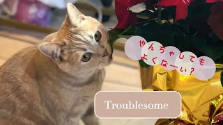 ブリショー猫の珍行動❤️british short hair cat funniest moments