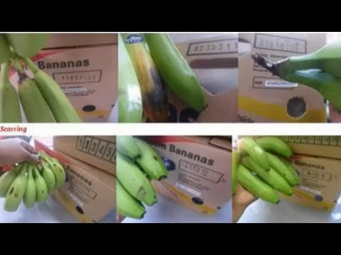 Banana News of the European Market and new alternatives for sustainable productivity.