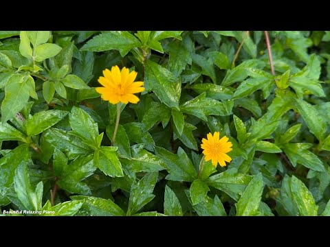 평화로운 아침을 위한 힐링음악 🌲하루10분 만병을 치료 해주는 힐링 명상 기치료 음악 및 영상 - 아침음악, 힐링음악, 명상음악, 스트레스해소음악