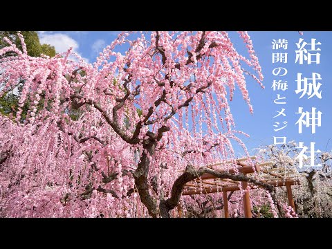 結城神社 しだれ梅 weeping plum2021【4K】