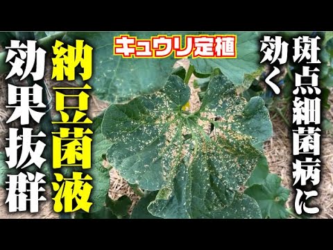 【納豆菌最強】病気に効く、虫にも効く。マジ最高【斑点細菌病】【ダイコンハムシ】【夏すずみ】【四万十の初夏】