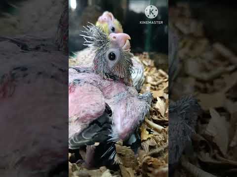 Cockatiel baby🦜🦜🦜 #cockatiel #birds #shorts #viralshorts