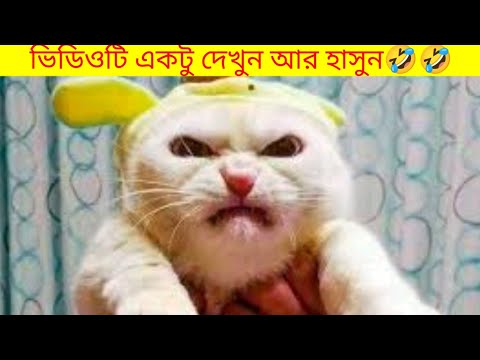 animal most funny video|| animal lunching video 🤣😂||#funnyvideo #tiktok #animalfunny #usmarttiko