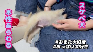 【子犬】【スケベ犬】お客さまのおまたに吸い込まれていくスケベな子犬がかわいすぎる