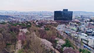 GRAND HYATT SEOUL HOTEL: Best cherry blossom spot in Seoul