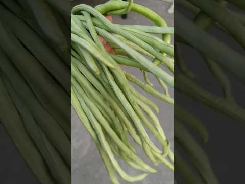 Harvesting of beans #nature #love