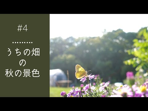 #4【うちの畑の秋の景色】道東厚岸町の自然豊かな山間