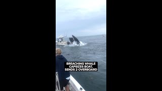 Breaching whale capsizes boat, sends 2 overboard