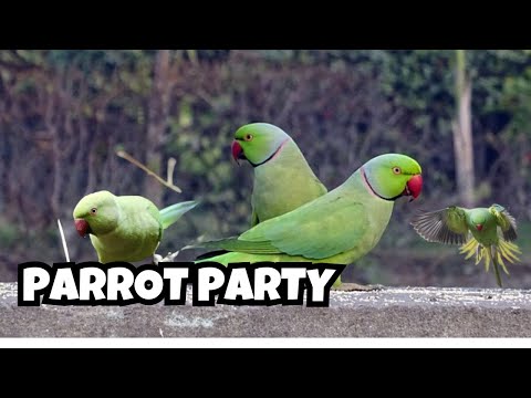 Colorful Parrots Gather for an Unforgettable Party | Vibrant Birdlife in Nature