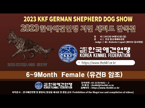 2023 한국애견연맹 저먼 셰퍼드 단독전(유견B암조)