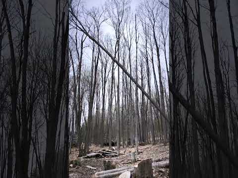 the last tree we cut for our Airbnb build!