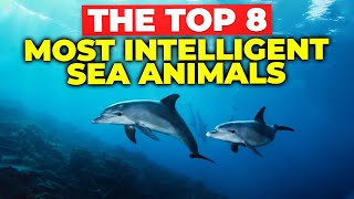 The Top 8 Most Intelligent Sea Animals