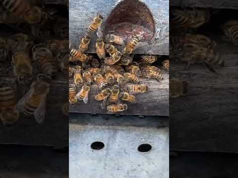 Electric Fence Around My Bees