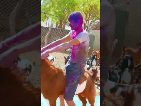 Holi special #funny #comedy #youtubeshorts #lasteststatus #tredingshorts #viralvideo