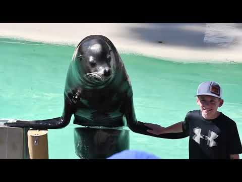 Flippers Facts & Fun (Full Show) - SeaWorld San Diego - June 12, 2024