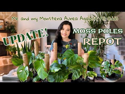 My MONSTERA AUREA is finally Doing better! UPDATE | REPOT | MOSS POLES