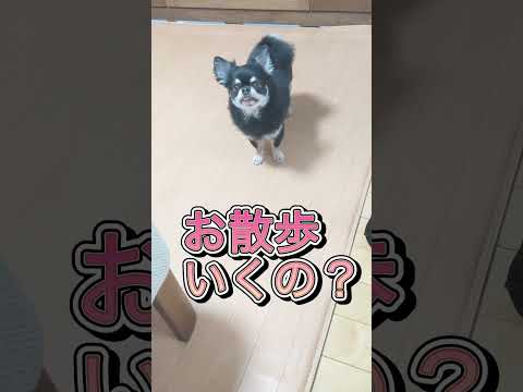 A heartbreaking plea切ない声作戦をしてくるうちのチワワ#shorts #チワワ #犬 #dog #funnydogs #pets #cutedog