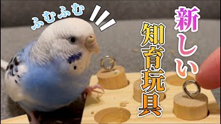 新しい知育玩具を使いこなすインコが賢い🦜【セキセイインコ】