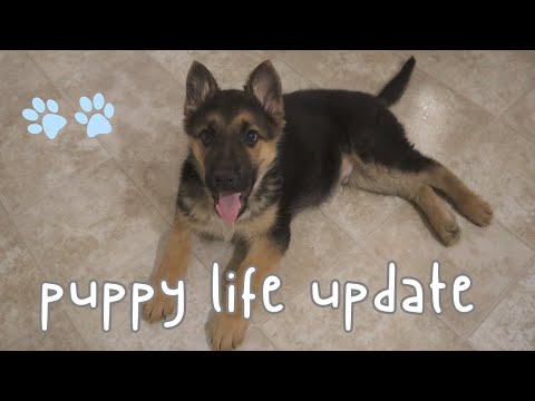 10 week old German Shepherd Puppy ~ Puppy Proofing, Puppy Blues & more ~ "Pupdate" Vlog 🐾💗