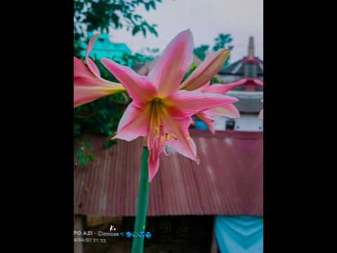 🦋 Sine se tere sar ko lagake 🥀 Lo-fi Love soag WhatsApp status 🥺❤️Pal Pal Dil Ke Paas Lofi Status।