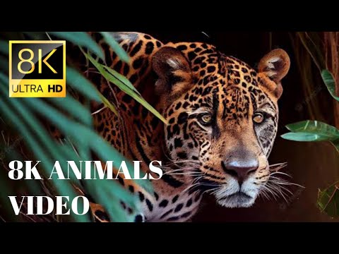 Africa Animals Wildlife Video Beautiful Jungle Animal Video Ultimate Wild Animals Collection