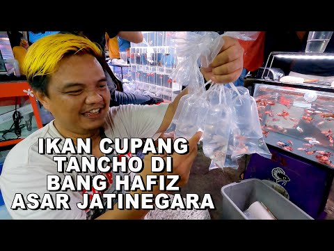 IKAN CUPANG TANCHO DI PASAR IKAN HIAS JATINEGARA  WACAW JUGA YAH