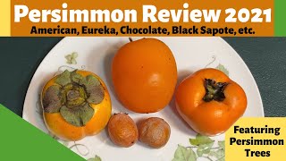 Persimmon Variety Review 2021| American, Eureka, Chocolate, Black Sapote, etc.