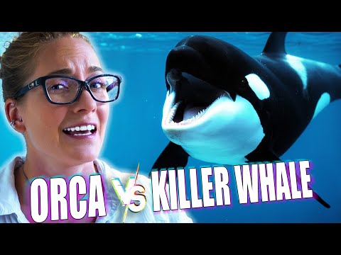 Why Are Orcas Called Killer Whales?