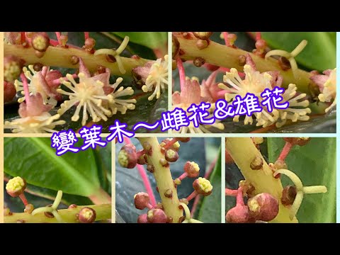 都市庭院～花草世界～變葉木-EP02～雌花 & 雄花