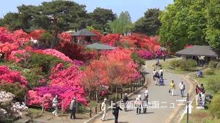 ツツジ もう見頃です　国名勝の館林・つつじが岡公園