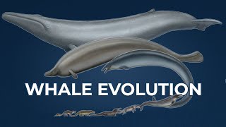 Tracing Whale Evolution: Origin of Cetaceans