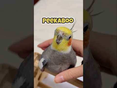 Adorable Cockatiel Larry's Cute Peekaboo Playtime #cutepets #cockatielscraze 🥰🦜