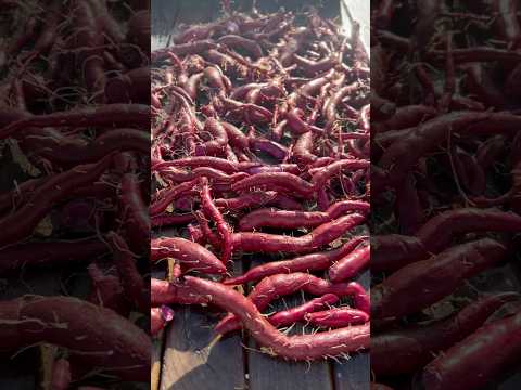 Harvesting purple sweet potatoes to make sandwich bread. #gardening #garden #sweetpotatoes