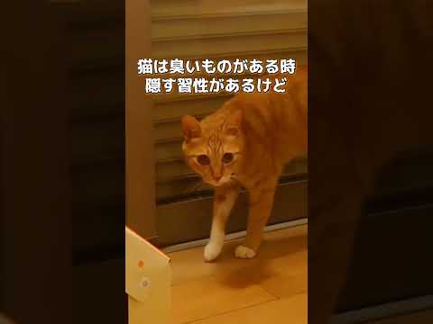 結局何だったんだろう？ #猫 #cat #保護猫