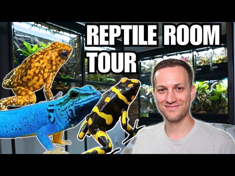 REPTILE ROOM TOUR! DR. BROWN'S RARE POISON FROGS AND ELECTRIC BLUE GECKOS!