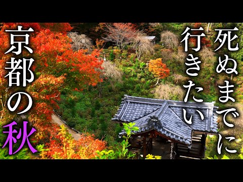 [Nishikyo Ward] 5 views of autumn leaves in Kyoto that you should visit in autumn - Japan in 8K