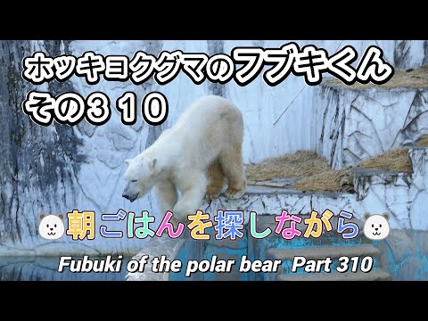 ホッキョクグマのフブキくん（３１０）🐻‍❄️朝ごはんを探しながら🐻‍❄️（東山動植物園）Fubuki of the polar bear Part 310