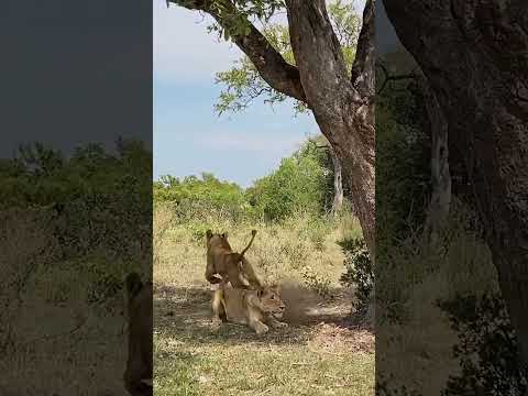 #krugersightings #lion #krugernationalpark #safari