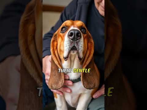 Beagle vs Basset Hound: Which is the Better Pet?