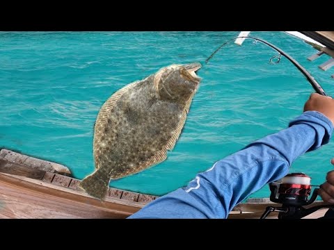 Pier was stacked with fish!!! (Englewood FL)