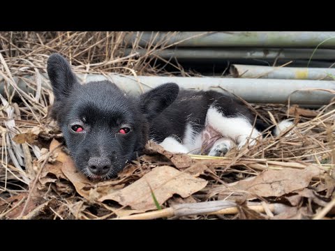 The Poor Puppy Cries for Days, Desperately Begging for Help but Ignored