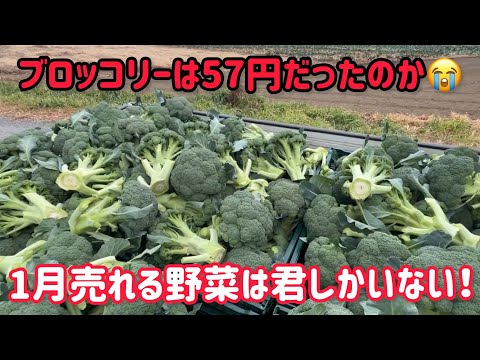 スロー農業実働8時間。気を取り直して2024年も色々考えながらしっかり野菜を売ってきます