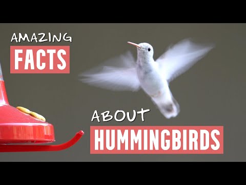 Amazing Facts About Hummingbirds - Includes Slow Motion Hummingbirds