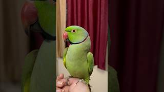 A beautiful hindi talking parrot #trending #birds #homegarding #hitsong #parrot #viralreels