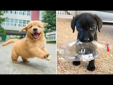 Baby Dogs 🔴 Cute and Funny Dog Videos Compilation #17 | 30 Minutes of Funny Puppy Videos 2022